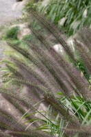 Pennisetum alopecuroides Moudry 11 cm Topf - Größe nach Saison