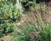 Pennisetum alopecuroides Moudry 11 cm Topf - Größe nach Saison