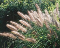 Pennisetum alopecuroides Moudry 11 cm Topf - Größe nach Saison