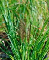 Pennisetum alopecuroides Moudry 11 cm Topf - Größe nach Saison