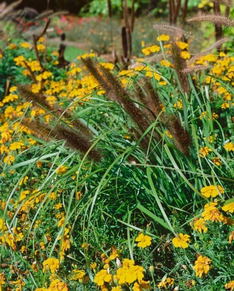 Pennisetum alopecuroides Red Head 11 cm Topf - Größe nach Saison