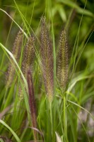 Pennisetum alopecuroides Red Head 11 cm Topf - Größe nach Saison