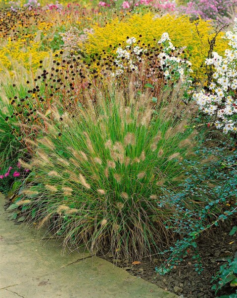 Pennisetum alopecuroides Weserbergland 11 cm Topf - Größe nach Saison