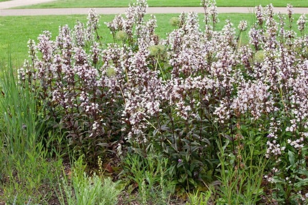 Penstemon digitalis Huskers Red 11 cm Topf - Größe nach Saison