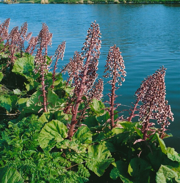 Petasites hybridus 11 cm Topf - Größe nach Saison