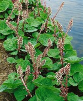 Petasites hybridus 11 cm Topf - Größe nach Saison