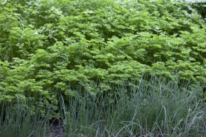 Petroselinum crispum 9 cm Topf - Größe nach Saison