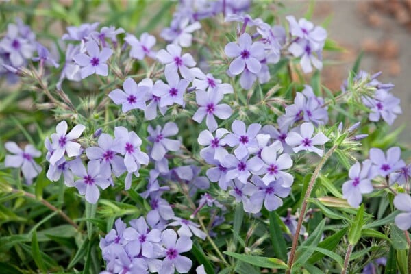 Phlox divaricata Chattahoochee 9 cm Topf - Größe nach Saison