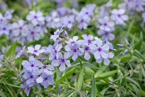 Phlox divaricata Chattahoochee 9 cm Topf - Größe nach Saison