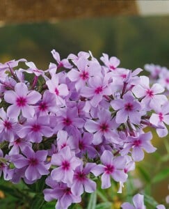 Phlox divaricata Chattahoochee 9 cm Topf - Größe nach Saison