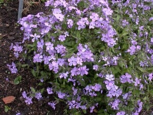 Phlox divaricata Chattahoochee 9 cm Topf - Größe nach Saison