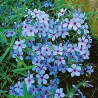 Phlox divaricata Chattahoochee 9 cm Topf - Größe nach Saison