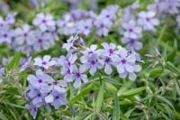 Phlox divaricata Chattahoochee 9 cm Topf - Größe nach Saison