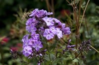 Phlox divaricata Clouds of Perfume 9 cm Topf - Größe nach Saison