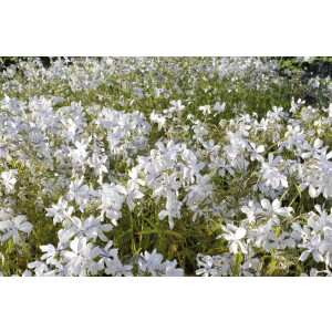 Phlox divaricata White Perfume 9 cm Topf -...