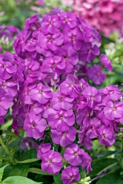 Phlox pan.Flame-Ser.Lilac Flame  -R- 11 cm Topf - Größe nach Saison