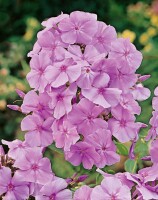 Phlox pan.Flame-Ser.Lilac Flame  -R- 11 cm Topf - Größe nach Saison