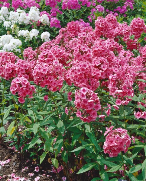 Phlox paniculata Dorffreude 11 cm Topf - Größe nach Saison