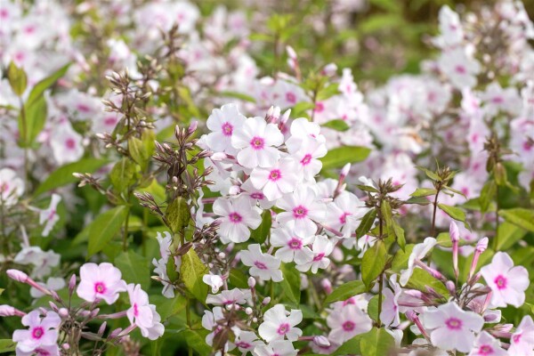 Phlox paniculata Europa 11 cm Topf - Größe nach Saison