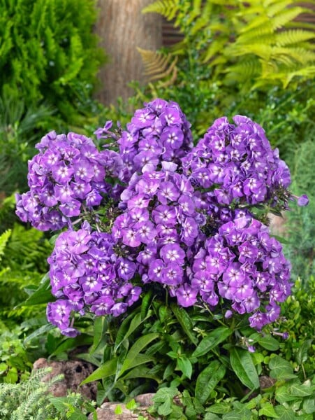 Phlox paniculata Purple Kiss 11 cm Topf - Größe nach Saison