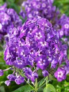 Phlox paniculata Purple Kiss 11 cm Topf - Größe nach Saison