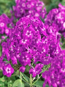 Phlox paniculata Purple Kiss 11 cm Topf - Größe nach Saison