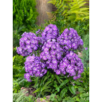 Phlox paniculata Purple Kiss 11 cm Topf -...