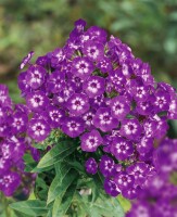 Phlox paniculata Purple Kiss 11 cm Topf - Größe nach Saison