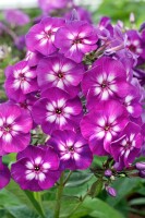 Phlox paniculata Purple Kiss 11 cm Topf - Größe nach Saison