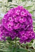 Phlox paniculata Purple Kiss 11 cm Topf - Größe nach Saison