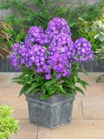 Phlox paniculata Purple Kiss 11 cm Topf - Größe nach Saison