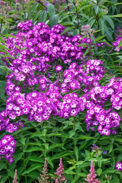 Phlox paniculata Uspech 11 cm Topf - Größe nach Saison