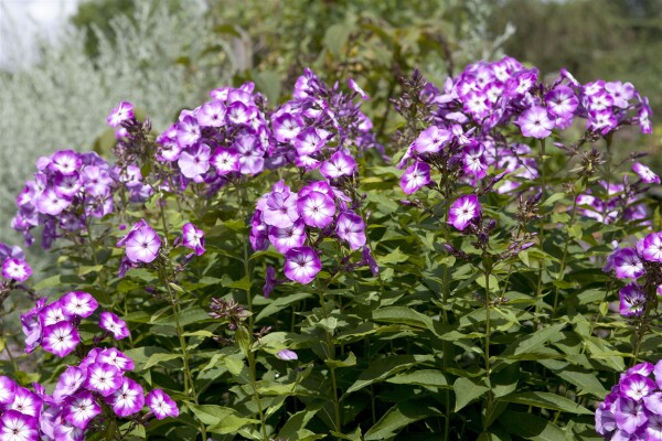 Phlox paniculata Wilhelm Kesselring 11 cm Topf - Größe nach Saison