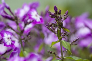 Phlox paniculata Wilhelm Kesselring 11 cm Topf - Größe nach Saison