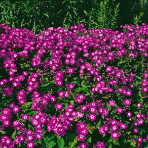 Phlox paniculata Wilhelm Kesselring 11 cm Topf - Größe nach Saison