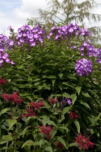 Phlox paniculata Wilhelm Kesselring 11 cm Topf - Größe nach Saison