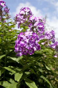 Phlox paniculata Wilhelm Kesselring 11 cm Topf - Größe nach Saison