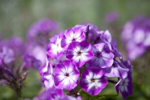 Phlox paniculata Wilhelm Kesselring 11 cm Topf - Größe nach Saison