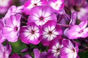 Phlox paniculata Wilhelm Kesselring 11 cm Topf - Größe nach Saison