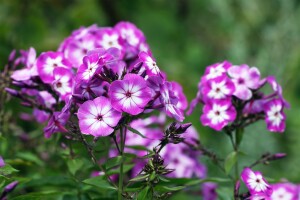 Phlox paniculata Wilhelm Kesselring 11 cm Topf - Größe nach Saison