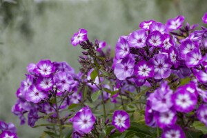 Phlox paniculata Wilhelm Kesselring 11 cm Topf - Größe nach Saison