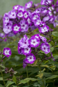 Phlox paniculata Wilhelm Kesselring 11 cm Topf - Größe nach Saison