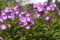 Phlox paniculata Wilhelm Kesselring 11 cm Topf - Größe nach Saison