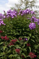 Phlox paniculata Wilhelm Kesselring 11 cm Topf - Größe nach Saison