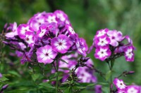 Phlox paniculata Wilhelm Kesselring 11 cm Topf - Größe nach Saison