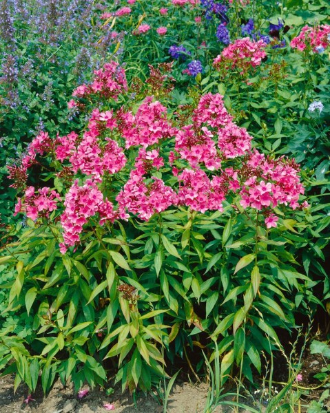 Phlox paniculata Windsor 11 cm Topf - Größe nach Saison