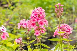 Phlox paniculata Windsor 11 cm Topf - Größe nach Saison