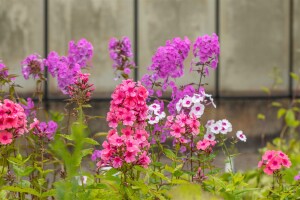 Phlox paniculata Windsor 11 cm Topf - Größe nach Saison