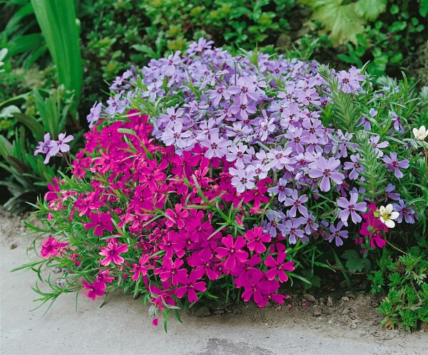 Phlox subulata Atropurpurea 9 cm Topf - Größe nach Saison