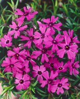 Phlox subulata Atropurpurea 9 cm Topf - Größe nach Saison